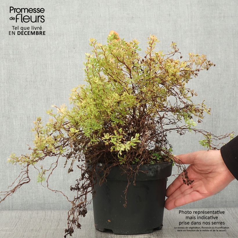 Spécimen de Potentille arbustive Bella Sol - Potentilla fruticosa Pot de 2L/3L tel que livré en automne