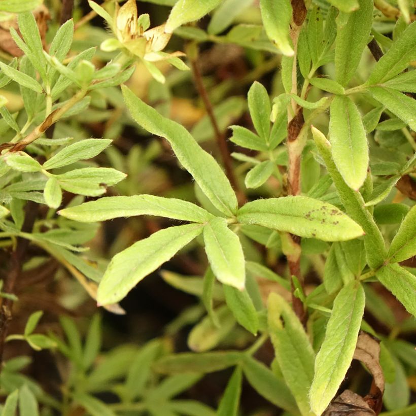 Potentille arbustive - Potentilla fruticosa Creamissima (Feuillage)