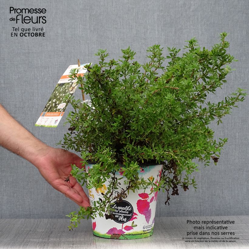 Spécimen de Potentille arbustive - Potentilla fruticosa Double Punch Cream Pot de 3L/4L tel que livré en automne