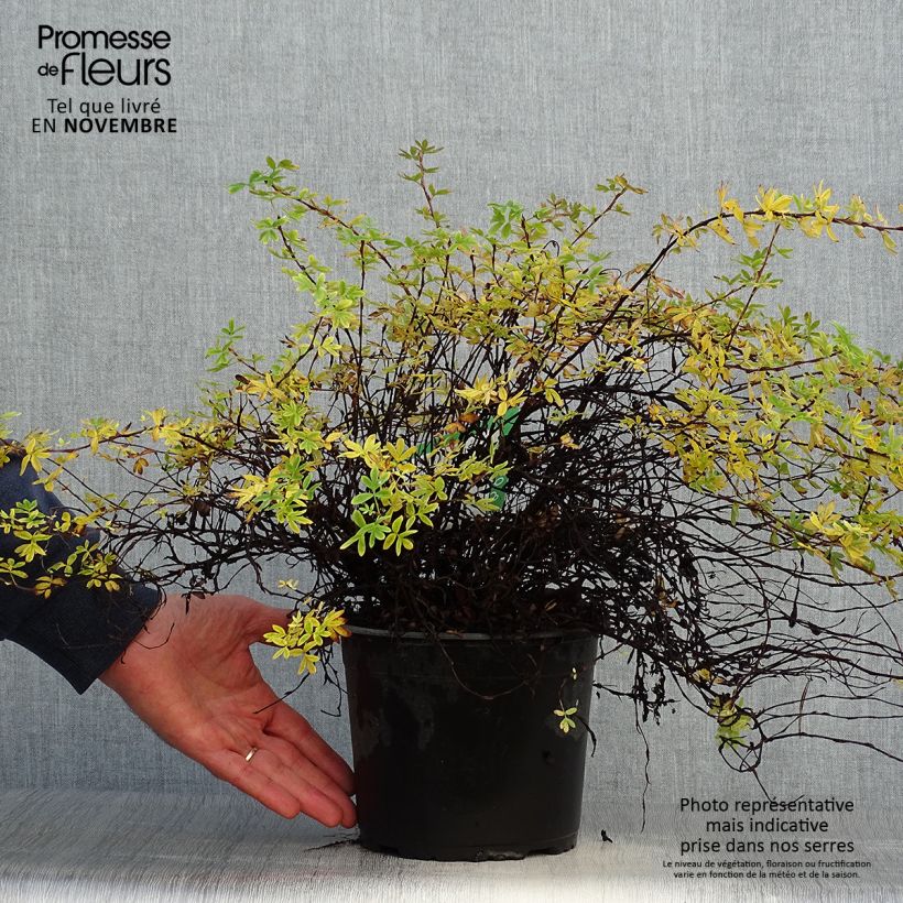 Spécimen de Potentille arbustive - Potentilla fruticosa Elisabeth tel que livré en automne