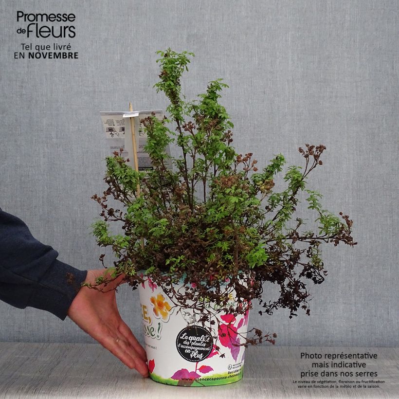 Spécimen de Potentille arbustive - Potentilla fruticosa Red'issima tel que livré en automne