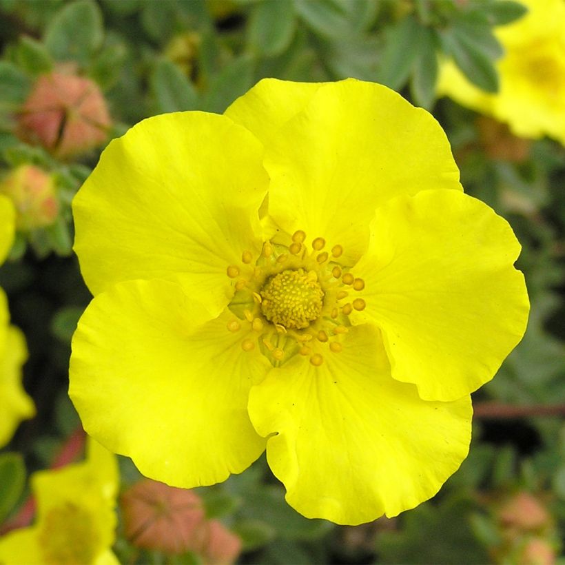 Potentilla fruticosa - Potentille arbustive (Floraison)