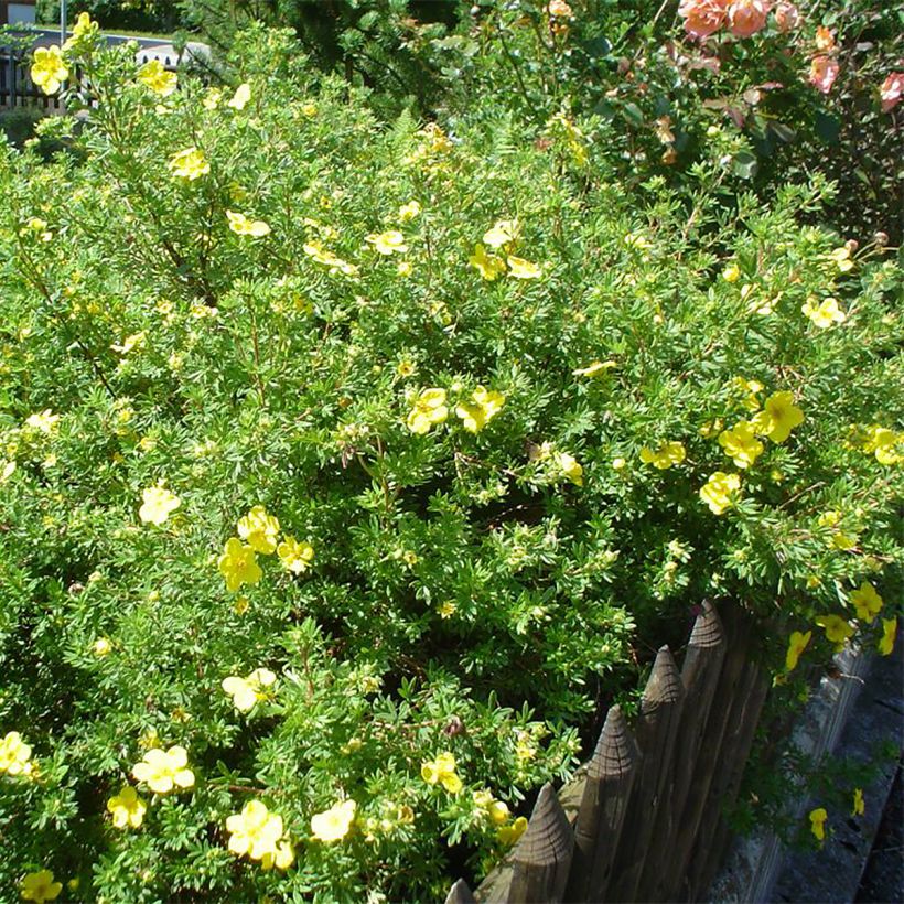 Potentilla fruticosa - Potentille arbustive (Port)