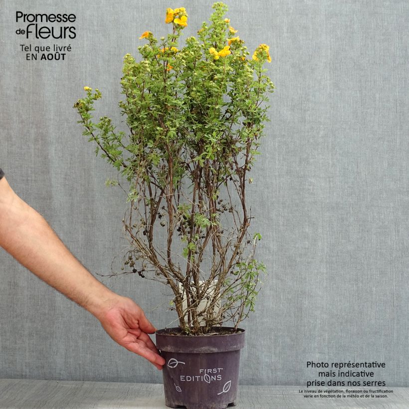 Spécimen de Potentilla fruticosa Mandarin Tango - Potentille arbustive tel que livré en été