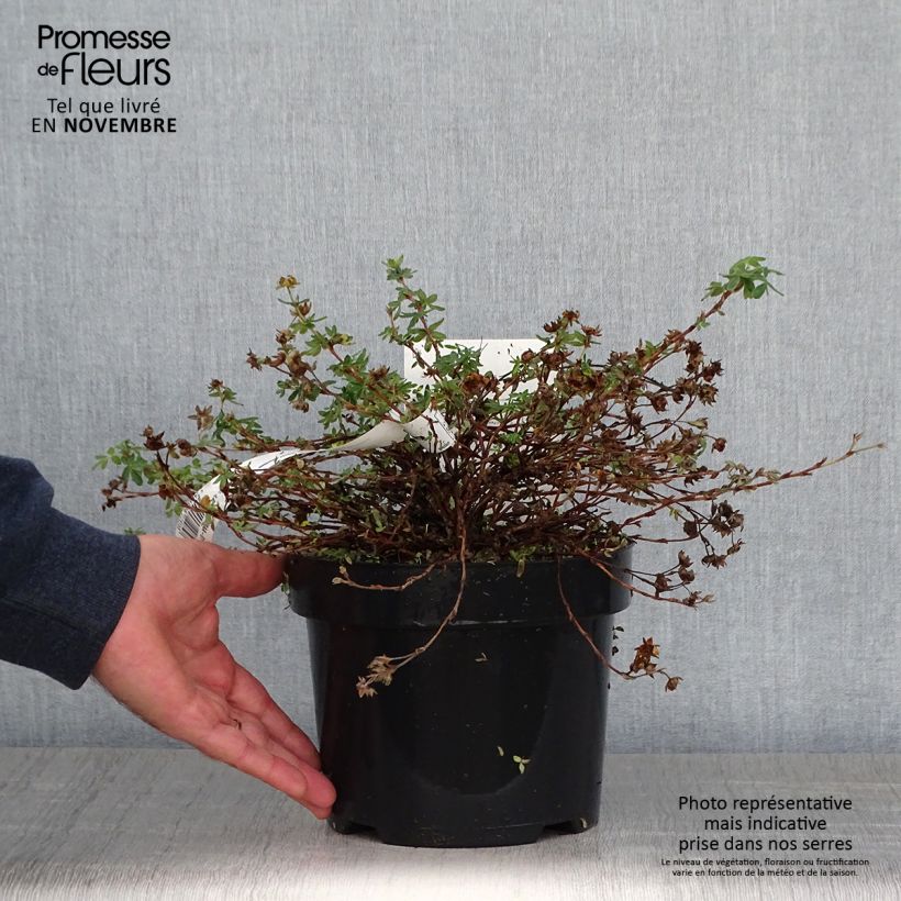 Spécimen de Potentille fruticosa Medicine Wheel Mountain Pot de 2L/3L tel que livré en automne