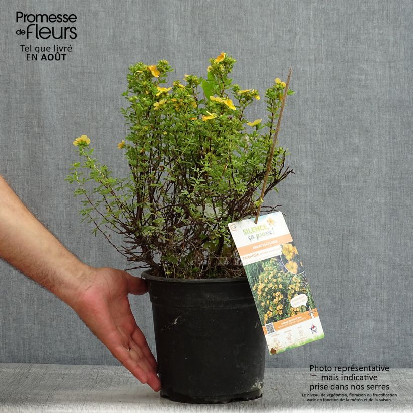 Spécimen de Potentilla fruticosa Solar'issima - Potentille arbustive tel que livré en été
