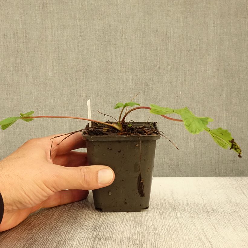 Spécimen de Potentille vivace - Potentilla hopwoodiana Godet de 9cm tel que livré en automne