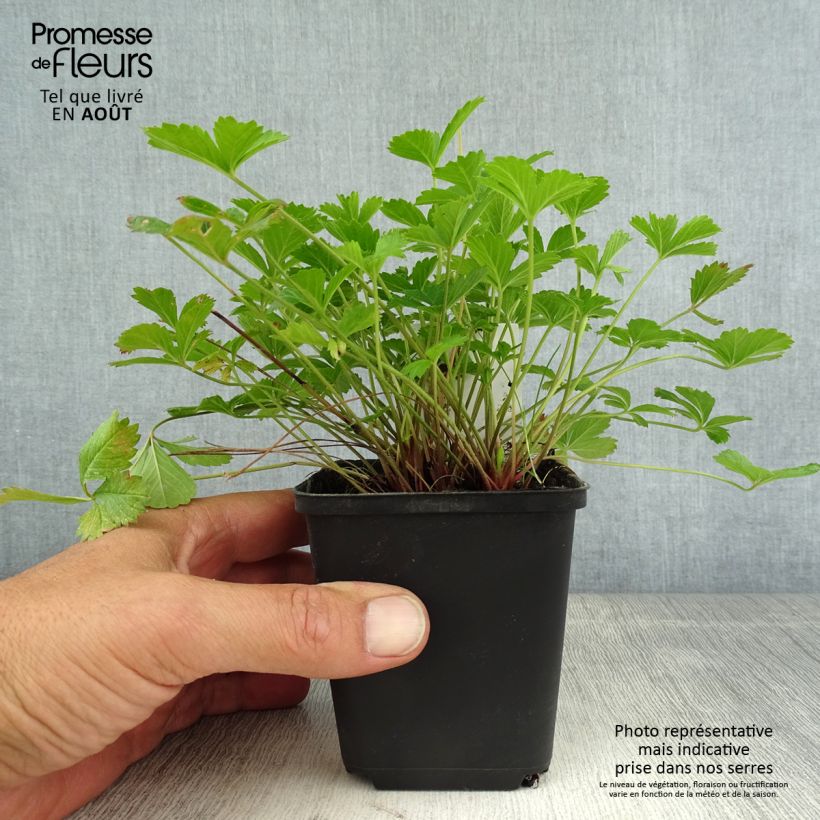 Potentilla x tonguei - Potentille - Une vivace aux charmantes fleurs ...