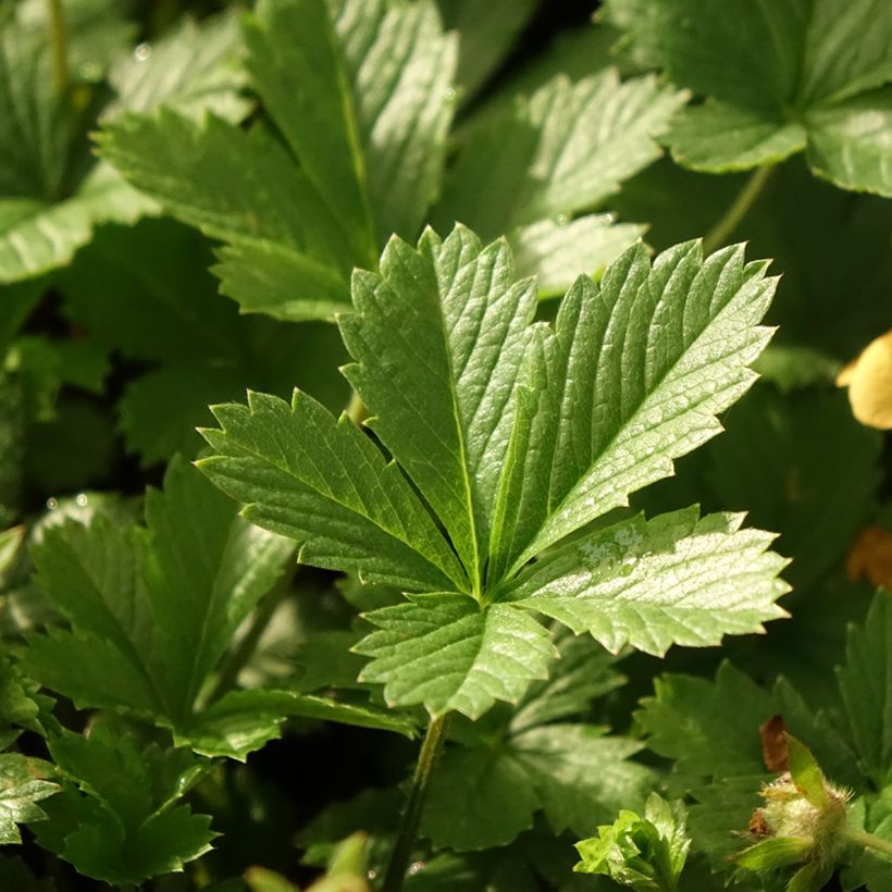 Potentille vivace - Potentilla tonguei (Feuillage)