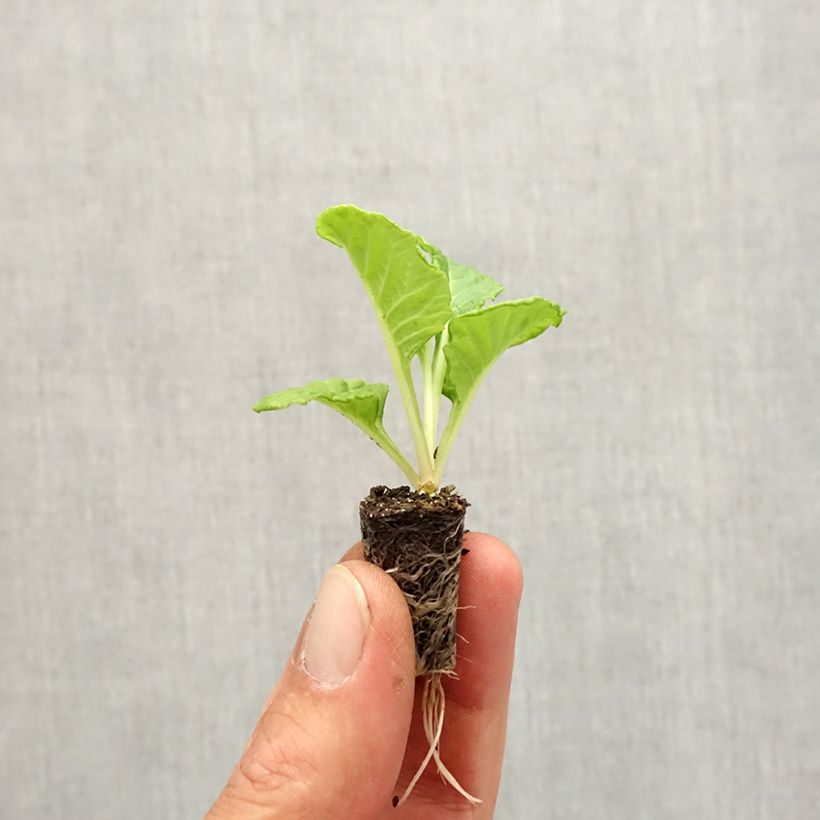 Spécimen de Primevère Rosebud F1 White - Primula vulgaris - Mini-motte Ø 1,5/2,5 cm tel que livré en automne