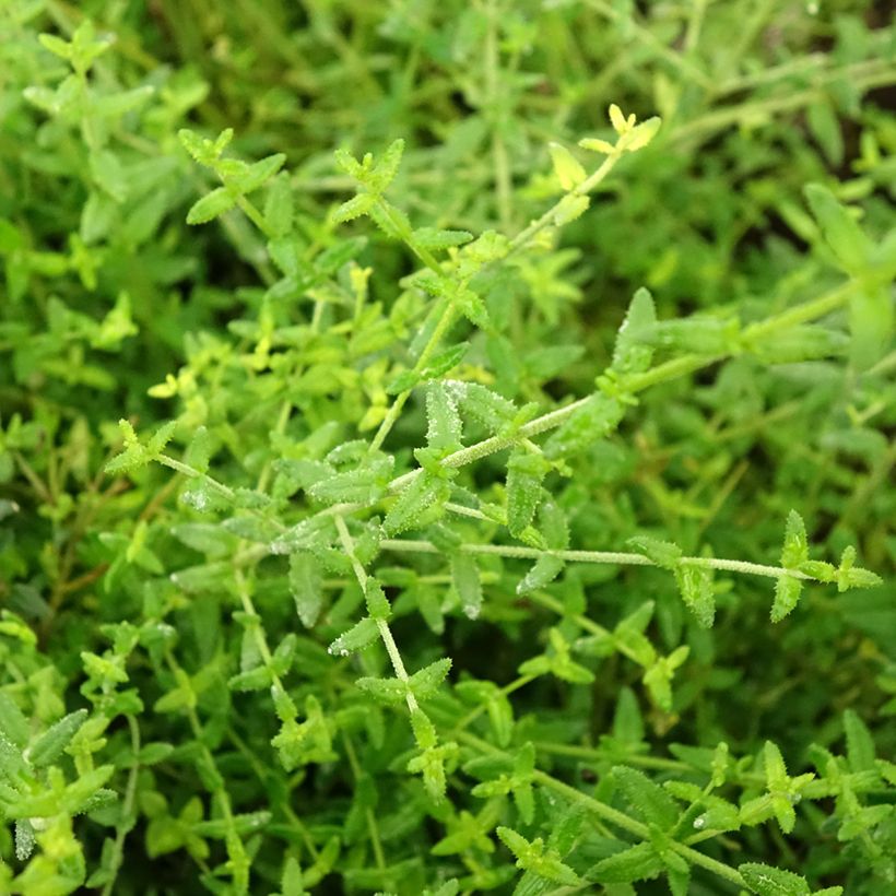 Prostanthera Rosetta - Menthe australienne (Feuillage)