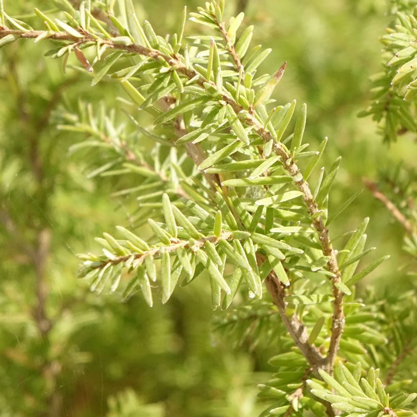 Pruche de l'Ouest - Tsuga heterophylla (Feuillage)