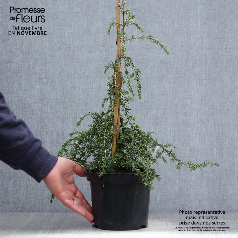 Spécimen de Pruche du Canada - Tsuga canadensis Pendula                        tel que livré en automne