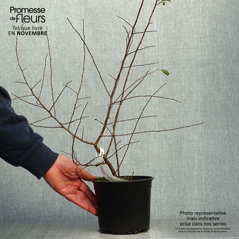 Spécimen de Prunellier - Prunus spinosa en pot de 2L. tel que livré en automne