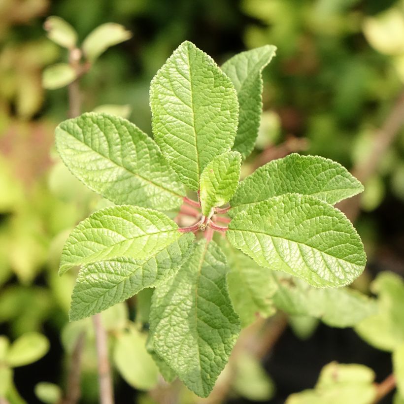 Prunellier - Prunus spinosa (Feuillage)