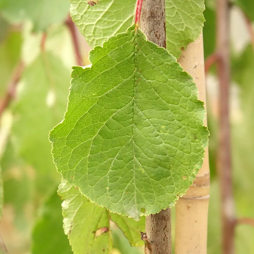 Prunier Tipala - Prunus domestica (Feuillage)