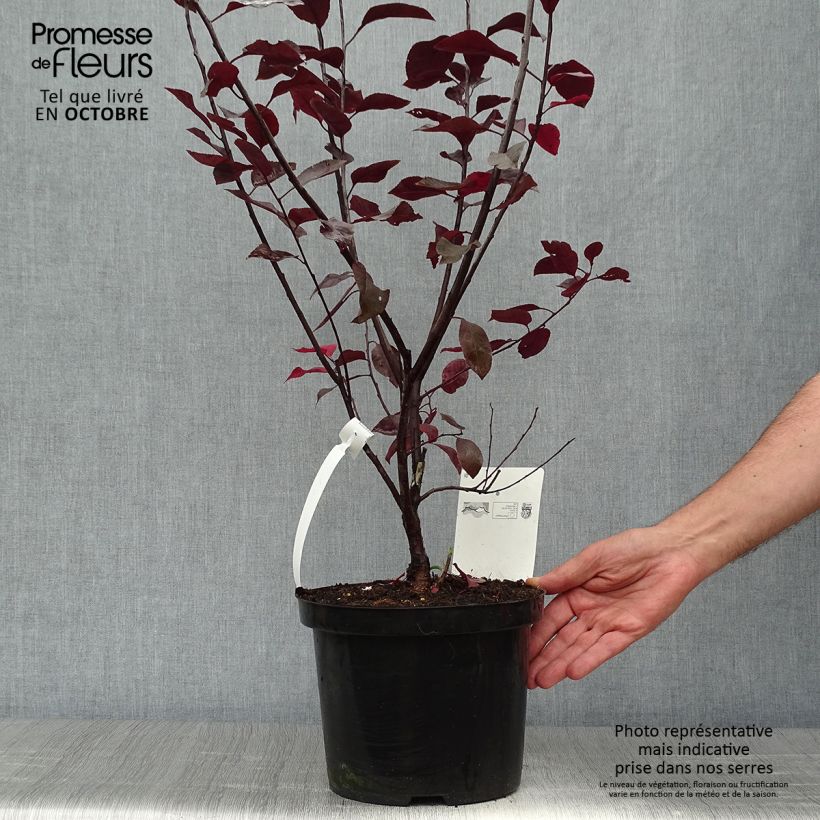 Spécimen de Prunus cistena - Prunier des sables Pot de 4L/5L touffe tel que livré en automne