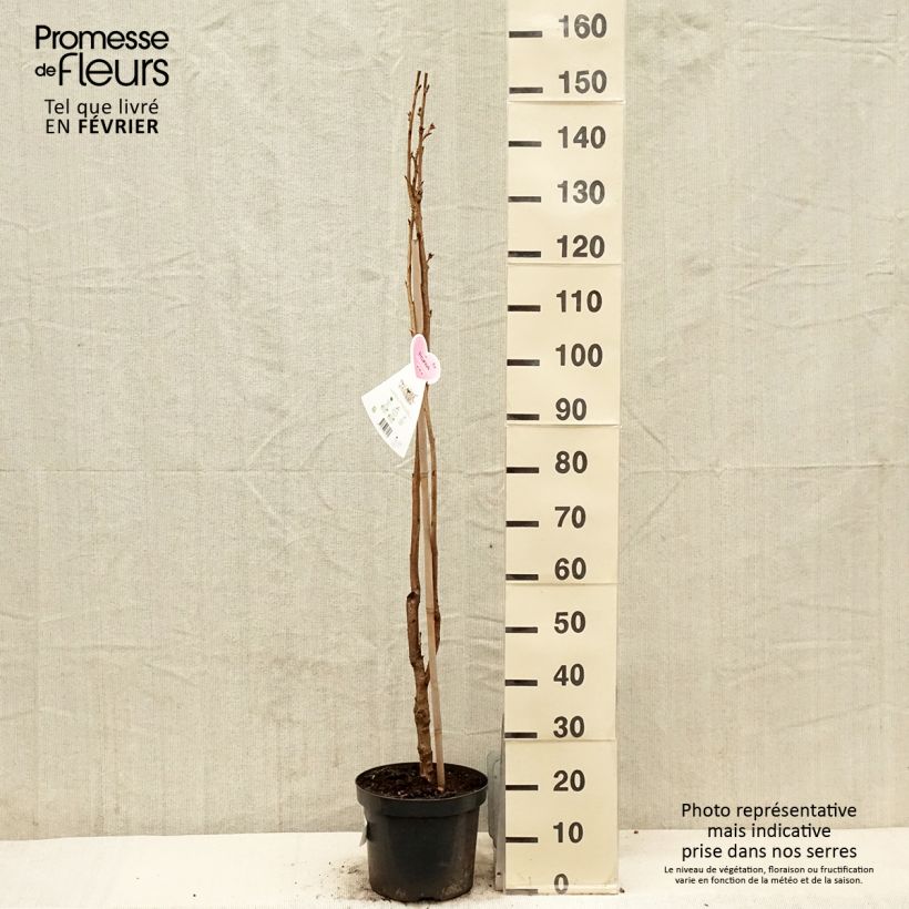 Spécimen de Prunus serrulata Amanogawa 100/125 en pot de 7.5L/10L tel que livré en hiver