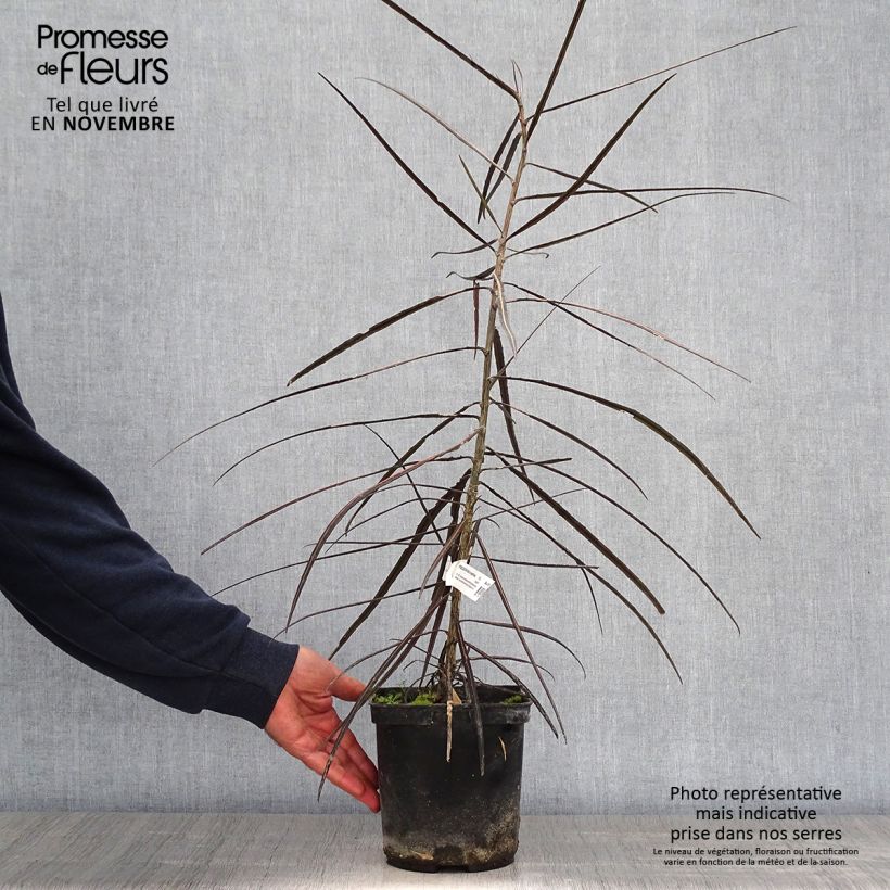 Spécimen de Pseudopanax crassifolius (crassifolium) Pot de 2L/3L tel que livré en automne