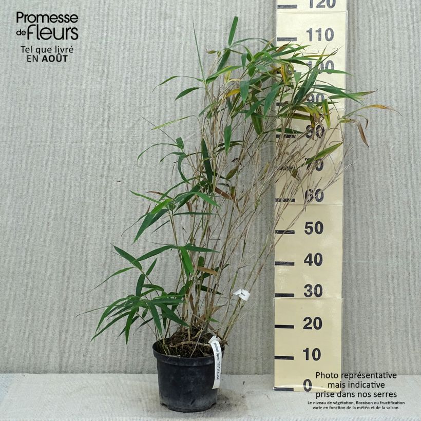 Spécimen de Pseudosasa japonica Tsutsumiana - Bambou moyen tel que livré en été