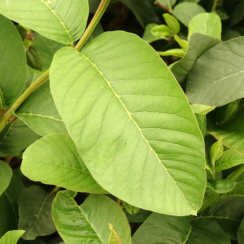 Psidium guajava Limon - goyavier citron jaune (Feuillage)