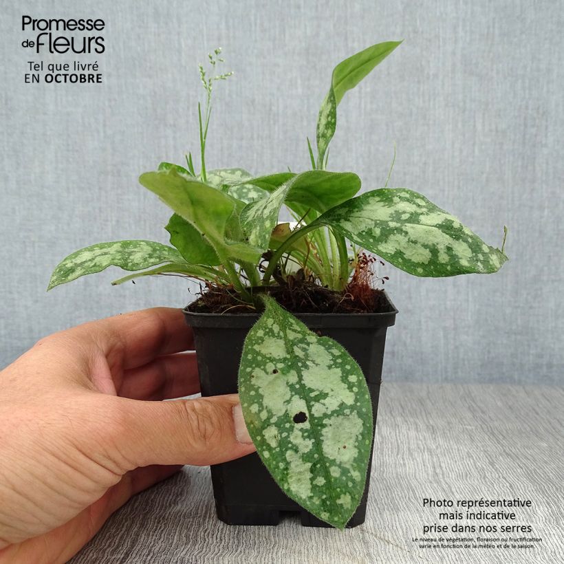 Spécimen de Pulmonaire hybride - Pulmonaria Opal Godet de 9cm tel que livré en automne