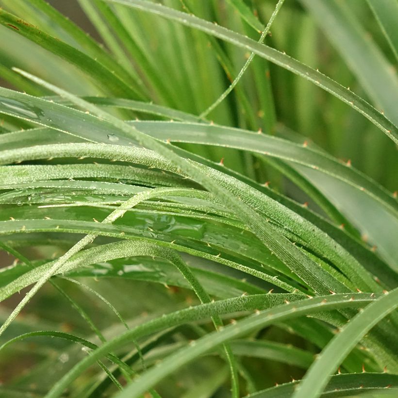 Puya mirabilis - Chagual  (Feuillage)