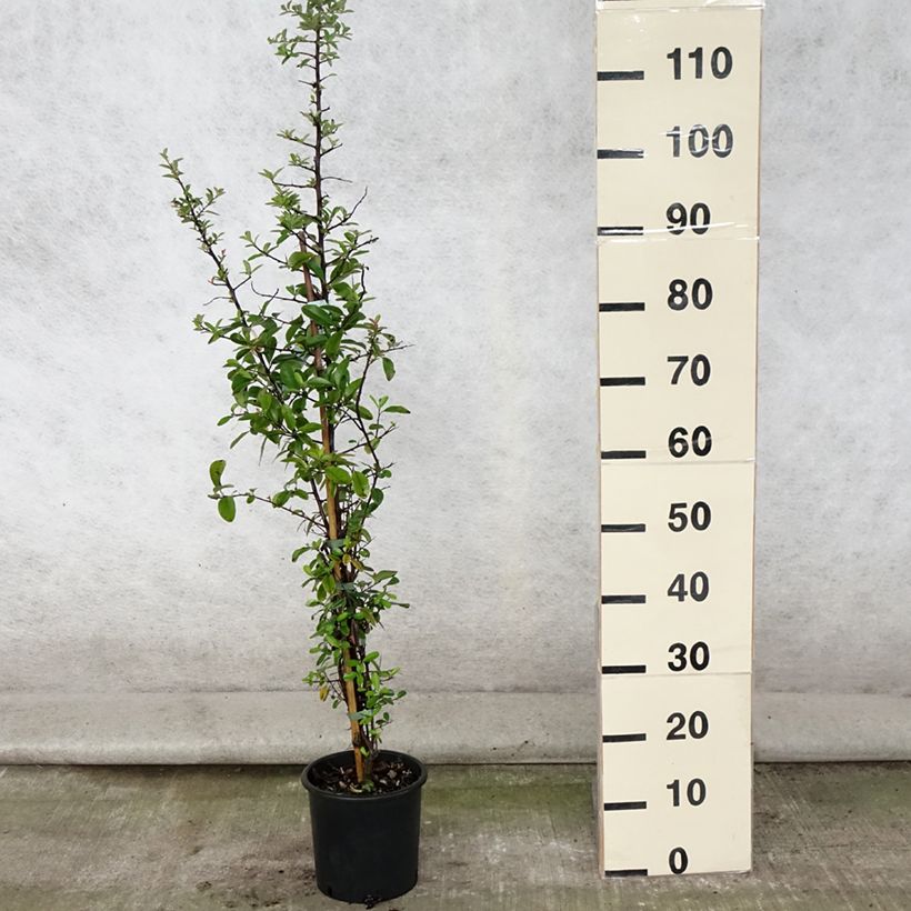 Spécimen de Pyracantha Mohave - Buisson ardent  Pot de 2L/3L tel que livré en été