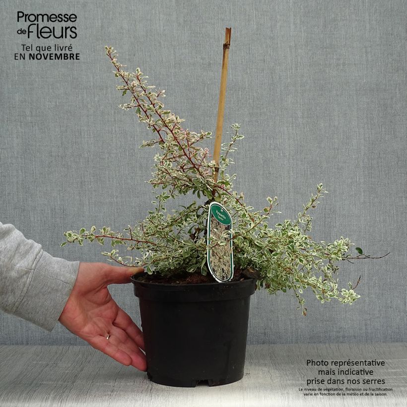 Spécimen de Pyracantha Sparkler Pot de 2L/3L tel que livré en automne