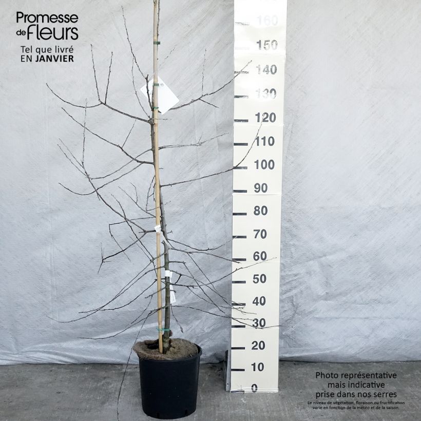 Spécimen de Pyrus salicifolia Pendula - Poirier d'ornement pleureur en pot de 12/15L tel que livré en hiver