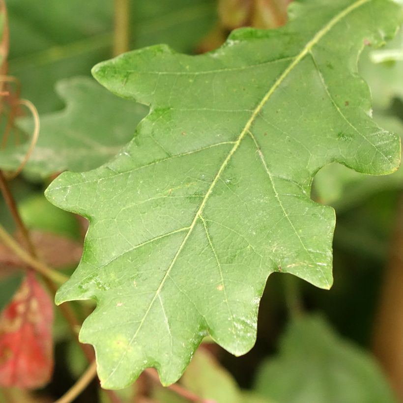 Quercus robur Fastigiata Koster - Chêne pédonculé fastigié (Feuillage)