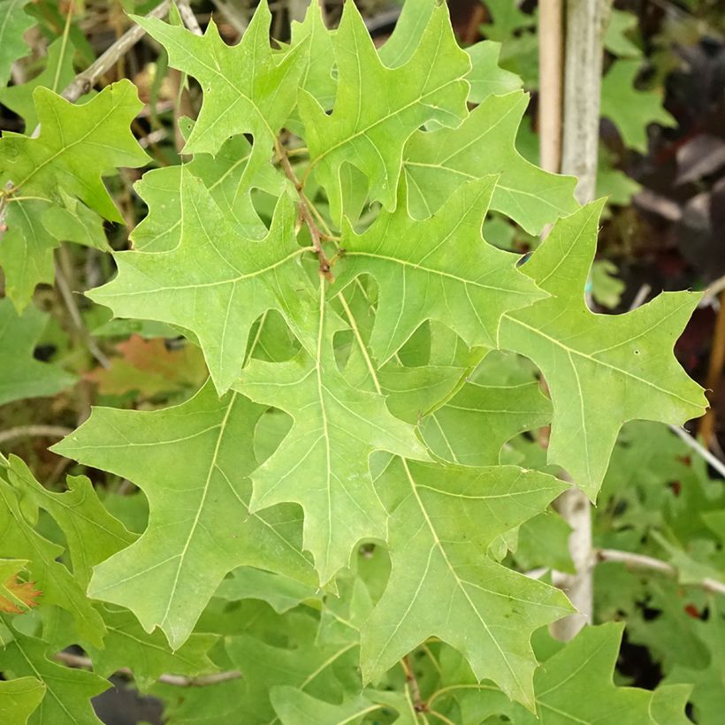 Quercus texana New Madrid - Chêne rouge du Texas (Feuillage)