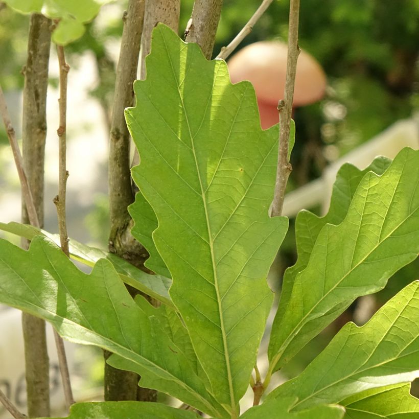 Quercus (x) warei Windcandle - Chêne hybride (Feuillage)