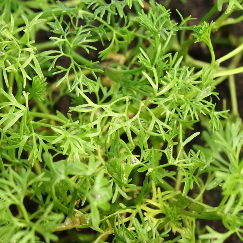 Ranunculus aquatilis - Renoncule aquatique (Feuillage)