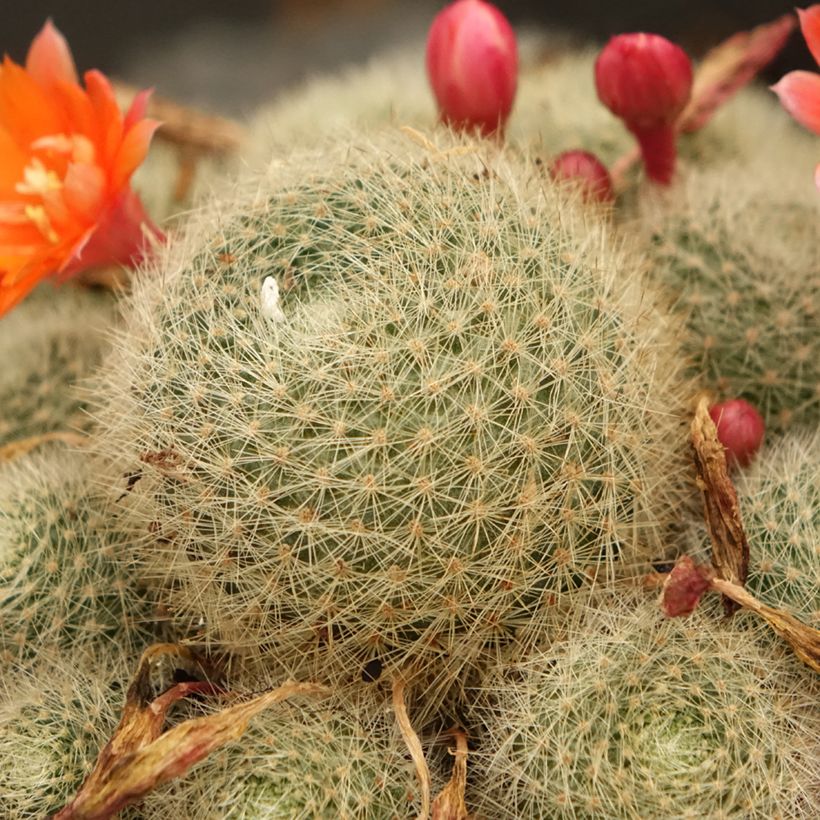 Rebutia sp. (Feuillage)