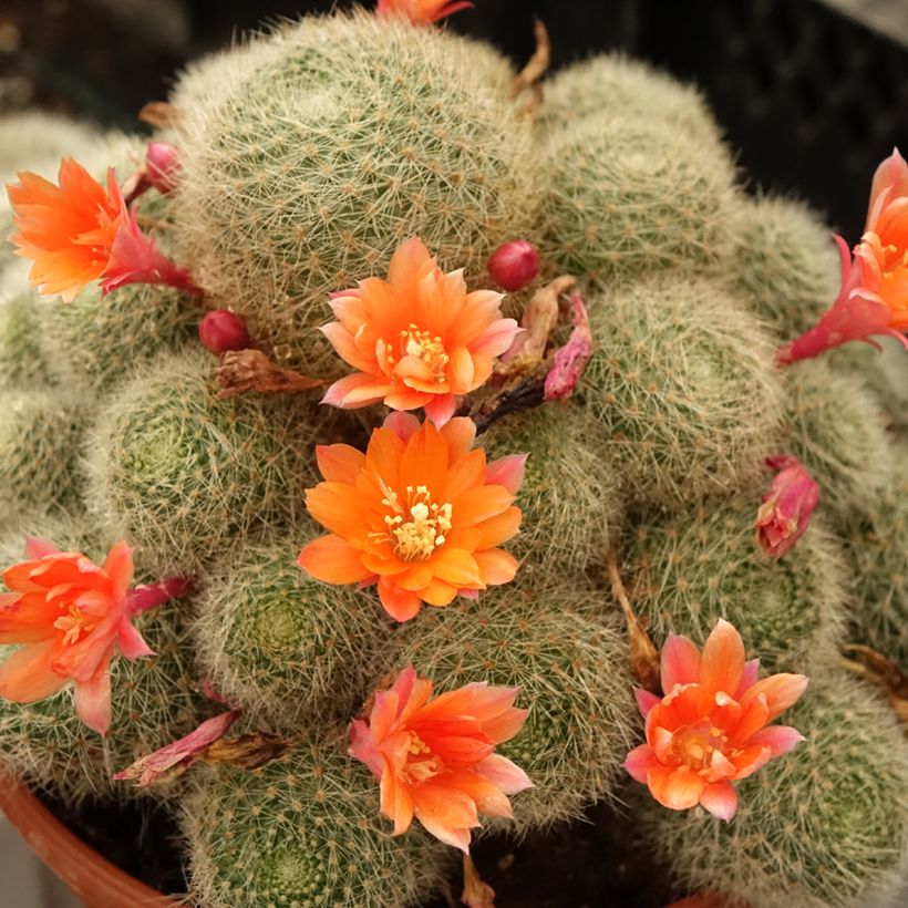 Rebutia sp. (Floraison)