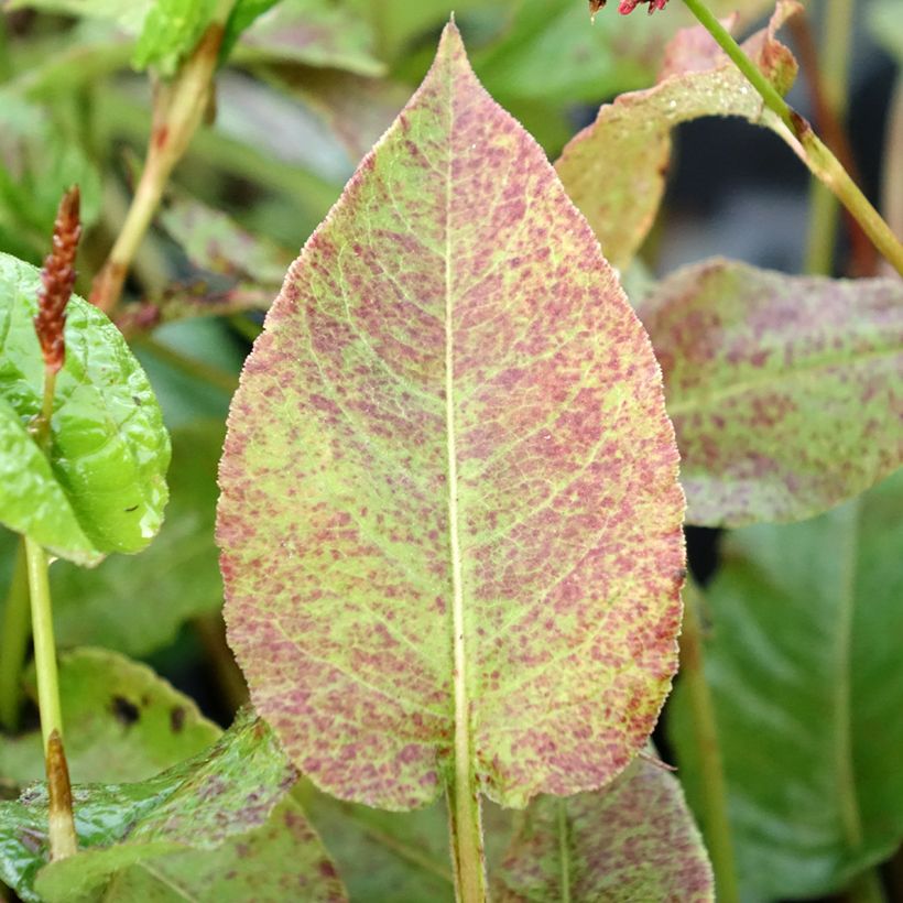 Renouée - Persicaria amplexicaulis Black Dreams (Feuillage)