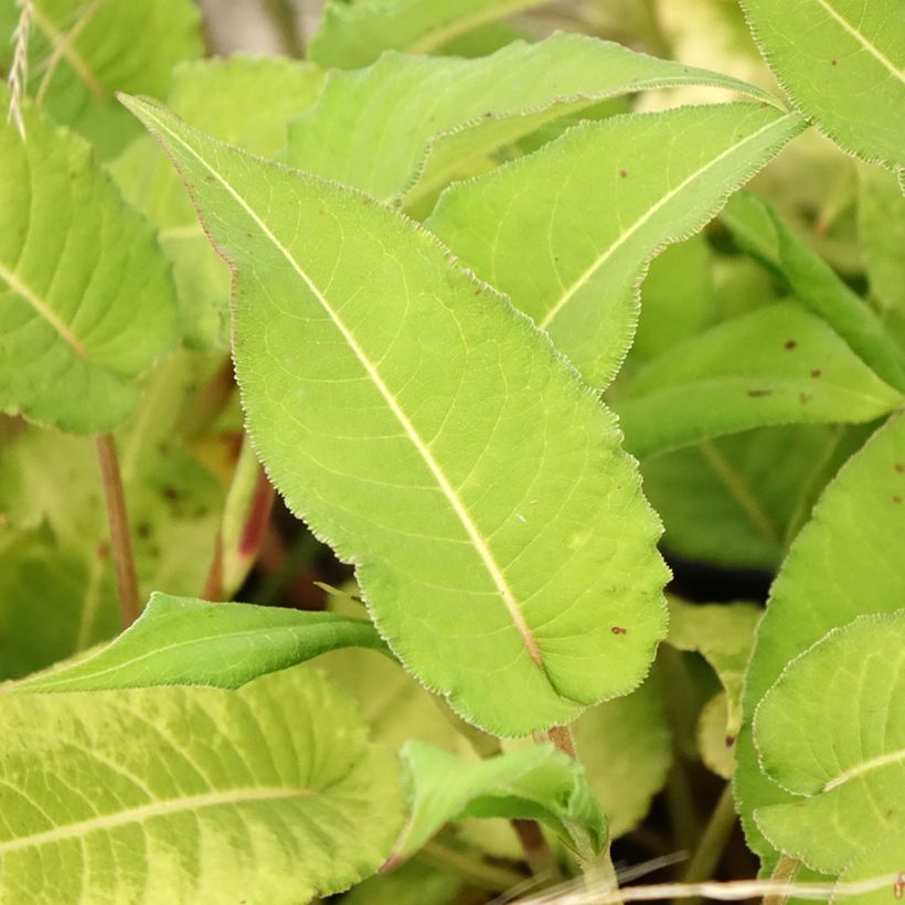 Renouée - Persicaria amplexicaulis Bloody Mary (Feuillage)