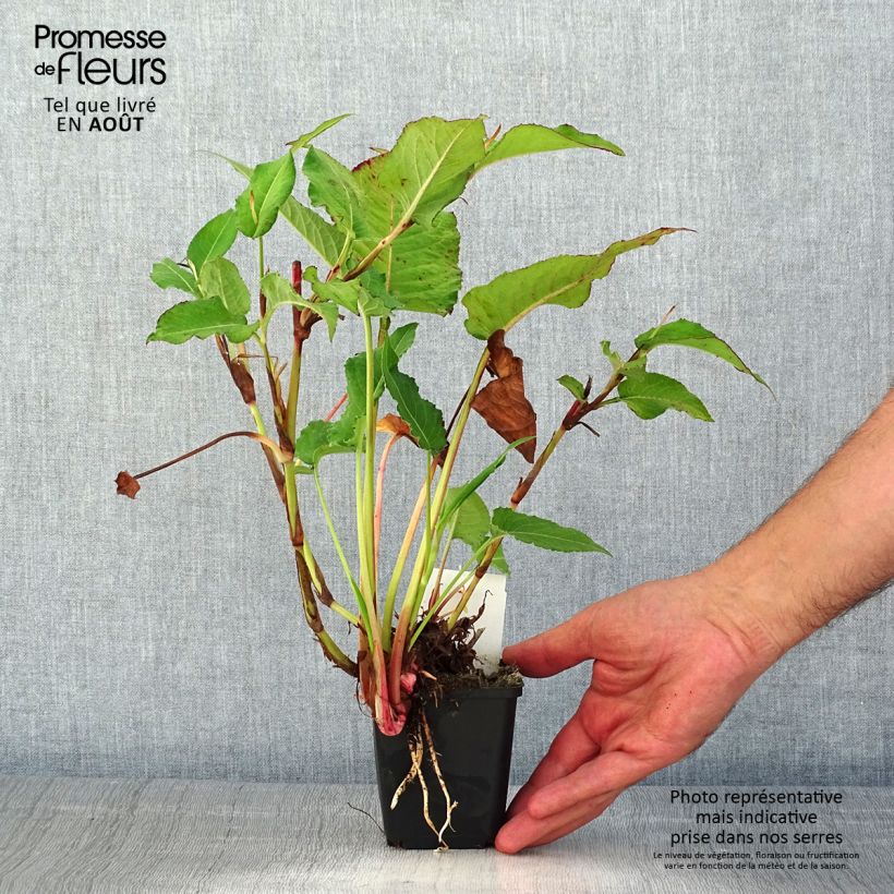 Spécimen de Renouée - Persicaria amplexicaulis Bloody Mary tel que livré en été