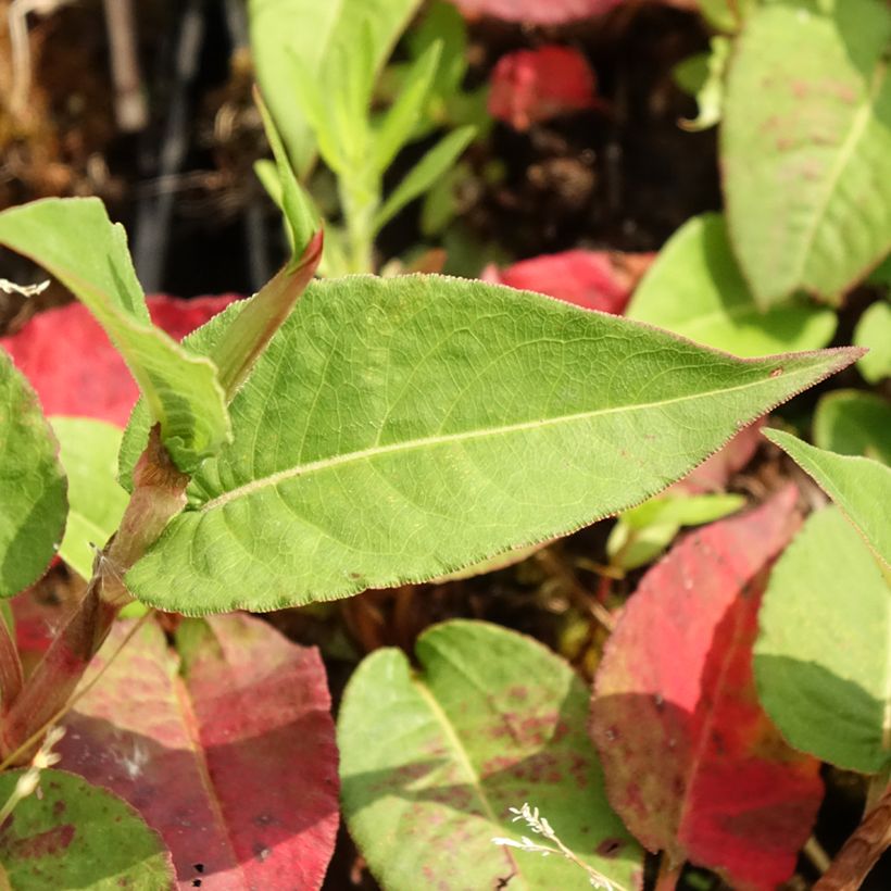 Renouée - Persicaria amplexicaulis Vesuvius (Feuillage)