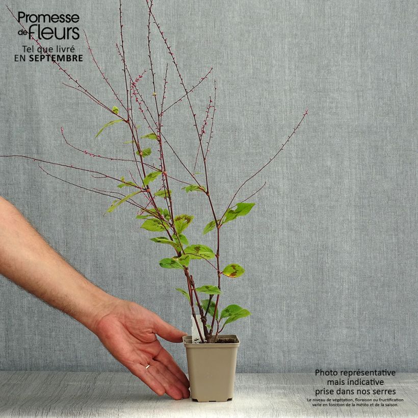 Spécimen de Renouée - Persicaria filiformis tel que livré en été