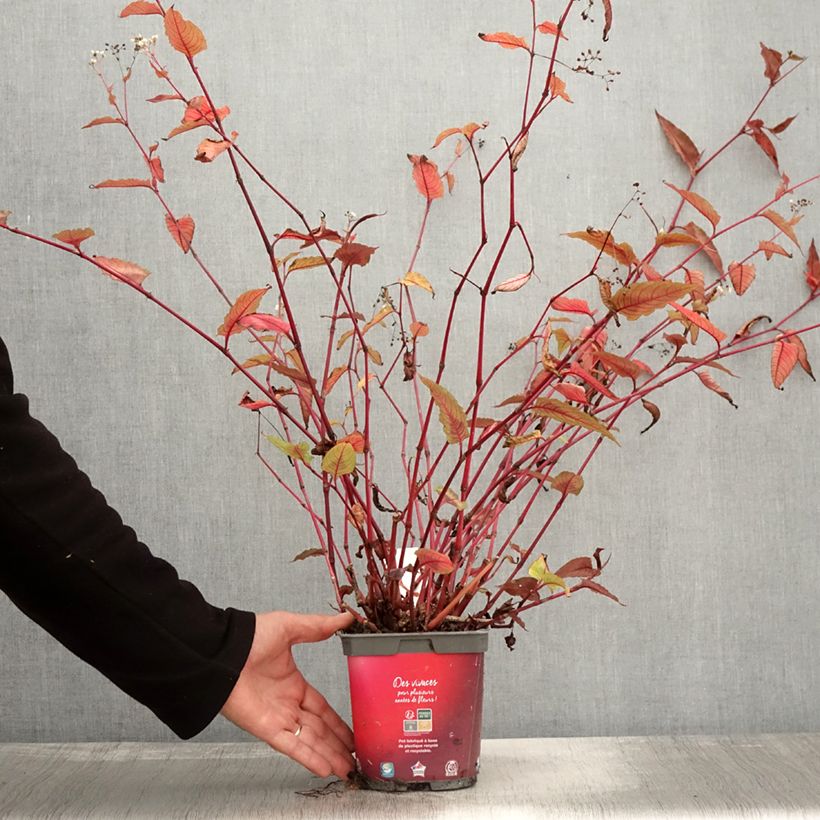 Spécimen de Renouée - Persicaria micro. Red Dragon - Pot de 1.5L/2L tel que livré en automne