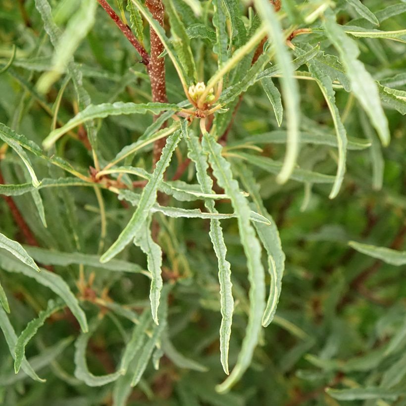 Rhamnus frangula Asplenifolia - Frangula alnus (Feuillage)