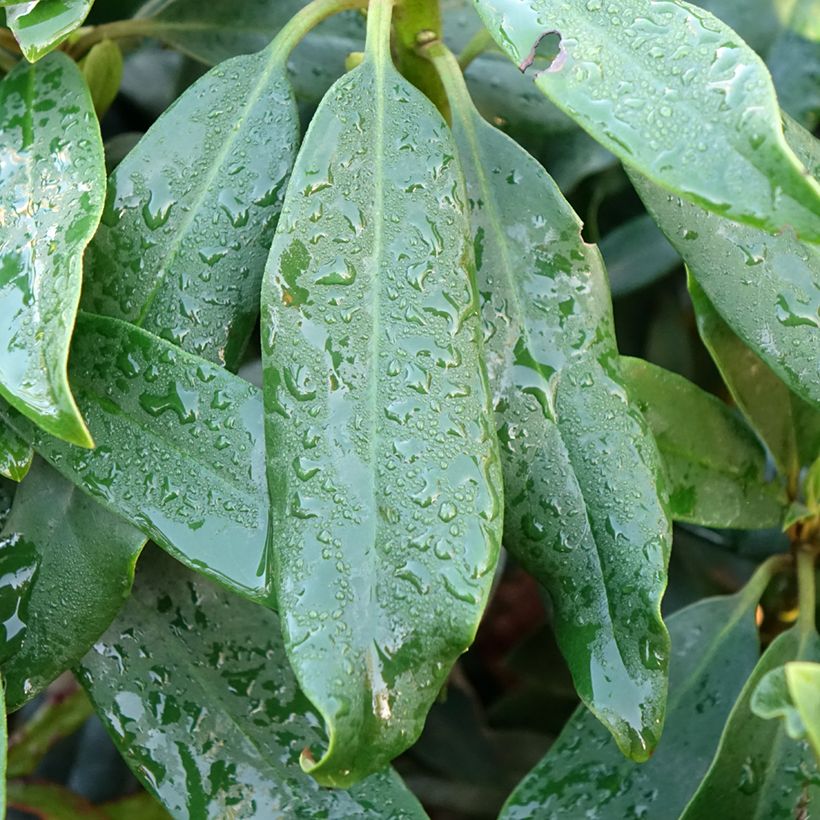 Rhododendron Easydendron INKARHO Madame Masson (Feuillage)