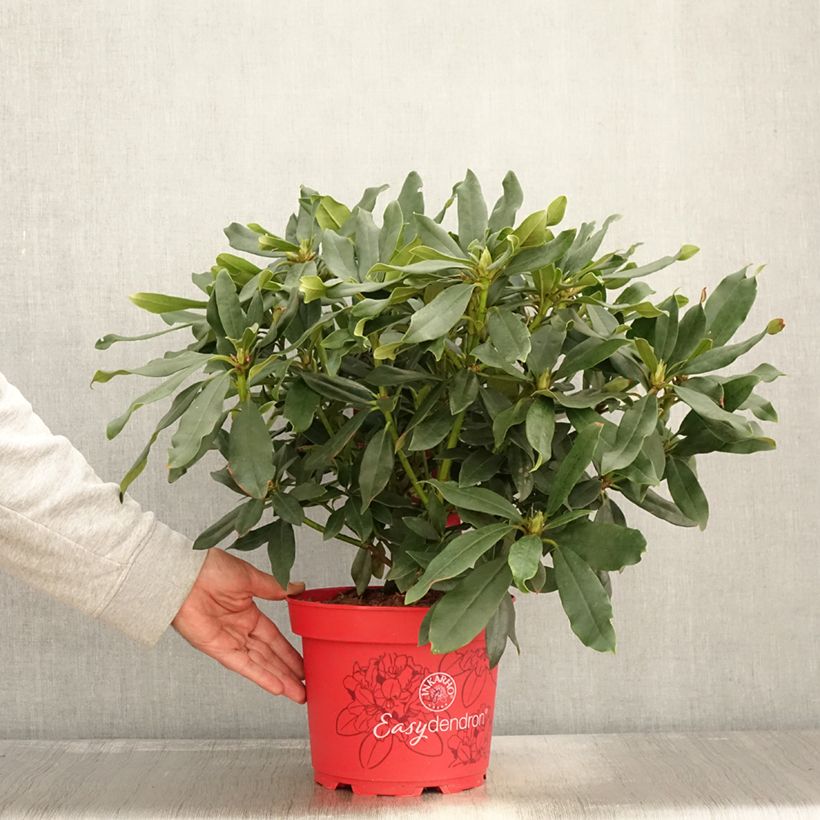 Spécimen de Rhododendron Easydendron INKARHO Madame Masson - Pot de 4L/5L tel que livré en automne