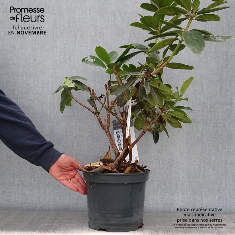 Spécimen de Rhododendron Gomer Waterer en pot de 7,5L/10L tel que livré en automne