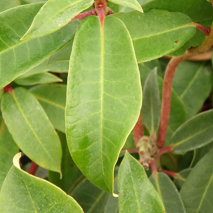 Rhododendron Halfdan Lem (Feuillage)