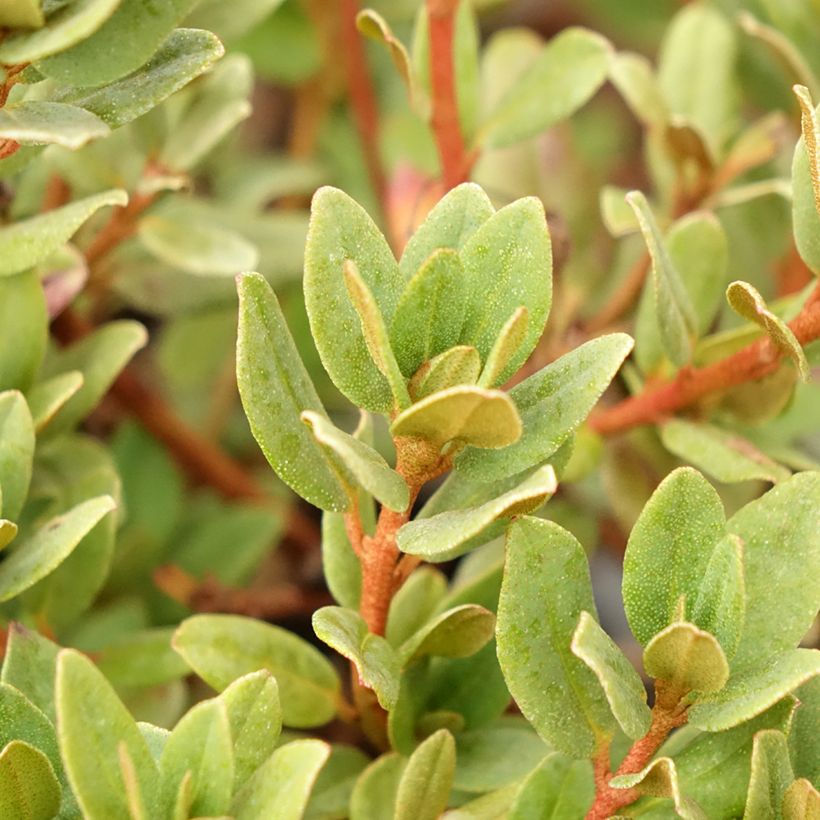 Rhododendron impeditum Ramapo (Feuillage)