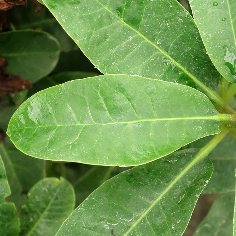 Rhododendron Inkarho Furnivall's Daughter (Feuillage)