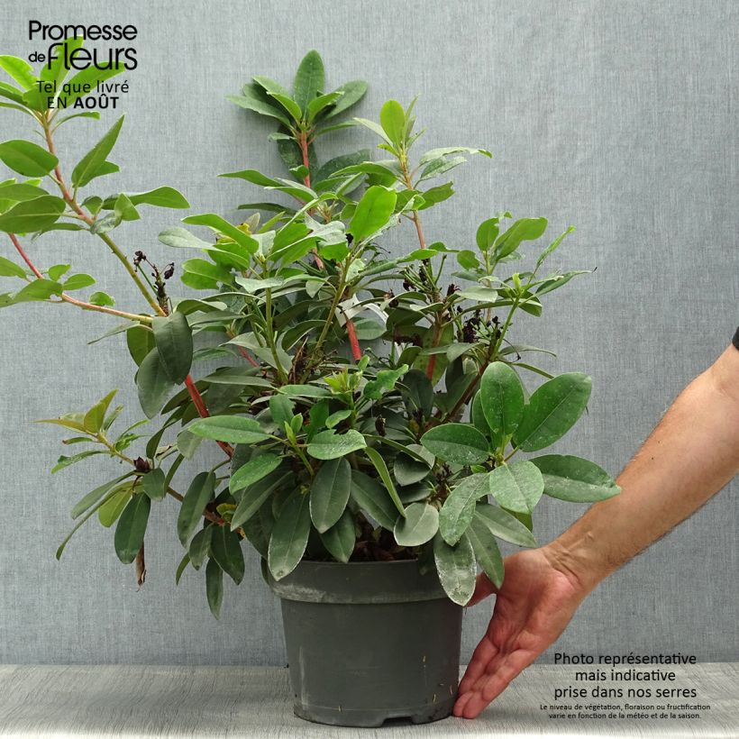 Spécimen de Rhododendron Marie Forte (Madame Fortier) - Grand Rhododendron tel que livré en été
